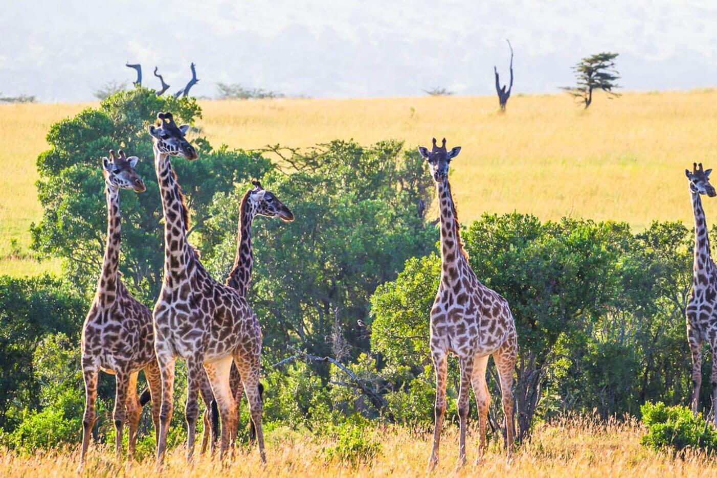 Serengeti North  safari-specialist